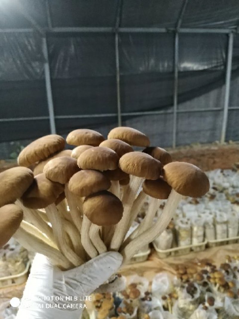 茶树菇菌包菌棒5号