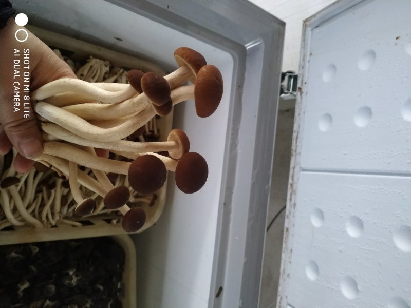 茶树菇菌包菌棒5号