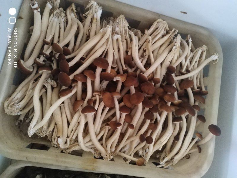 茶树菇菌包菌棒5号