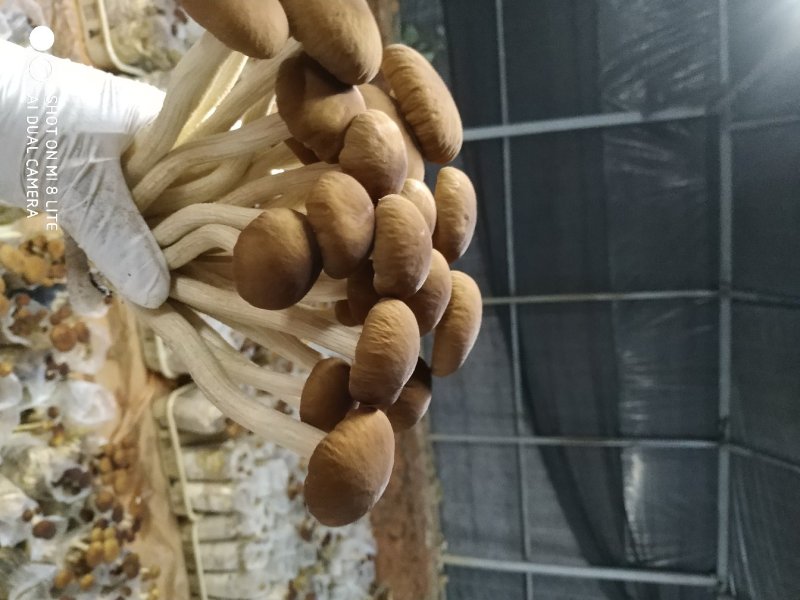 茶树菇菌包菌棒5号