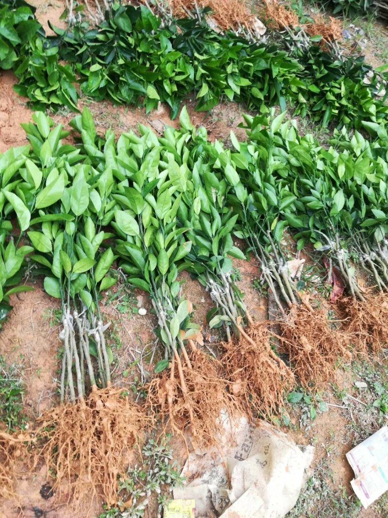 香橙枕091无核沃柑苗，红桔枕无核沃柑苗，品种正，裸苗，