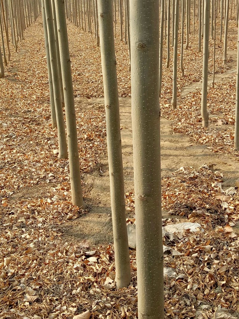 好树苗