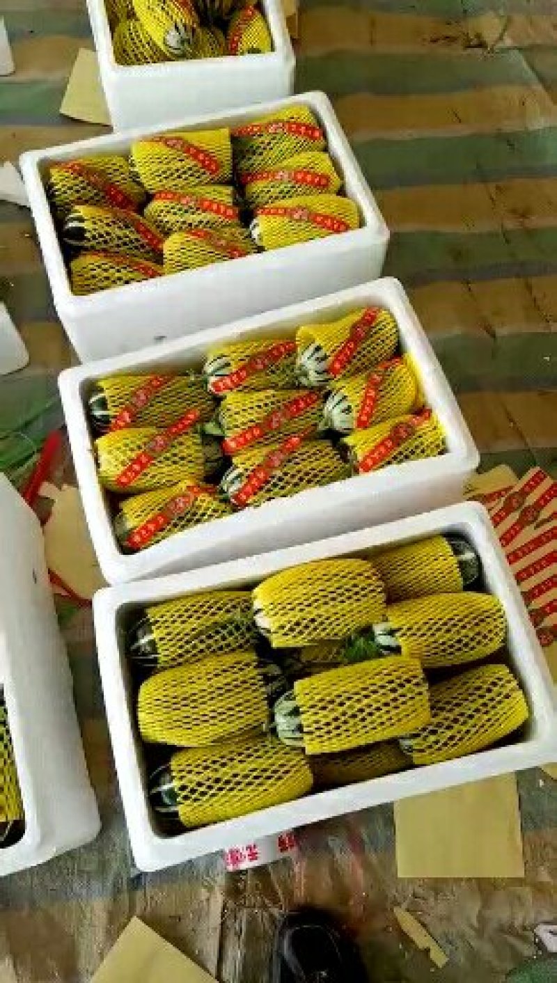 博洋蜜瓜博洋61甜瓜博洋9一件代发实力代办