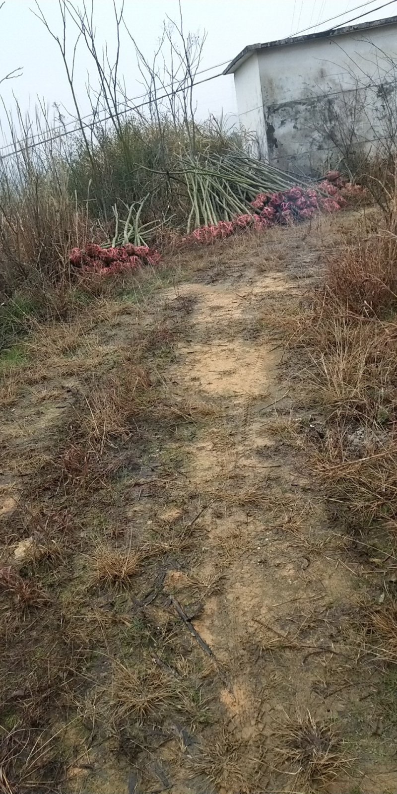 栾树