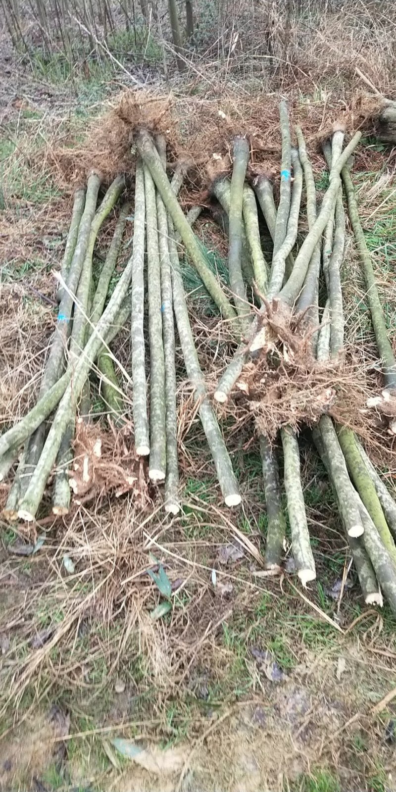 栾树