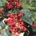 武都无刺花椒大红袍花椒树苗梅花椒正品纯货2年苗