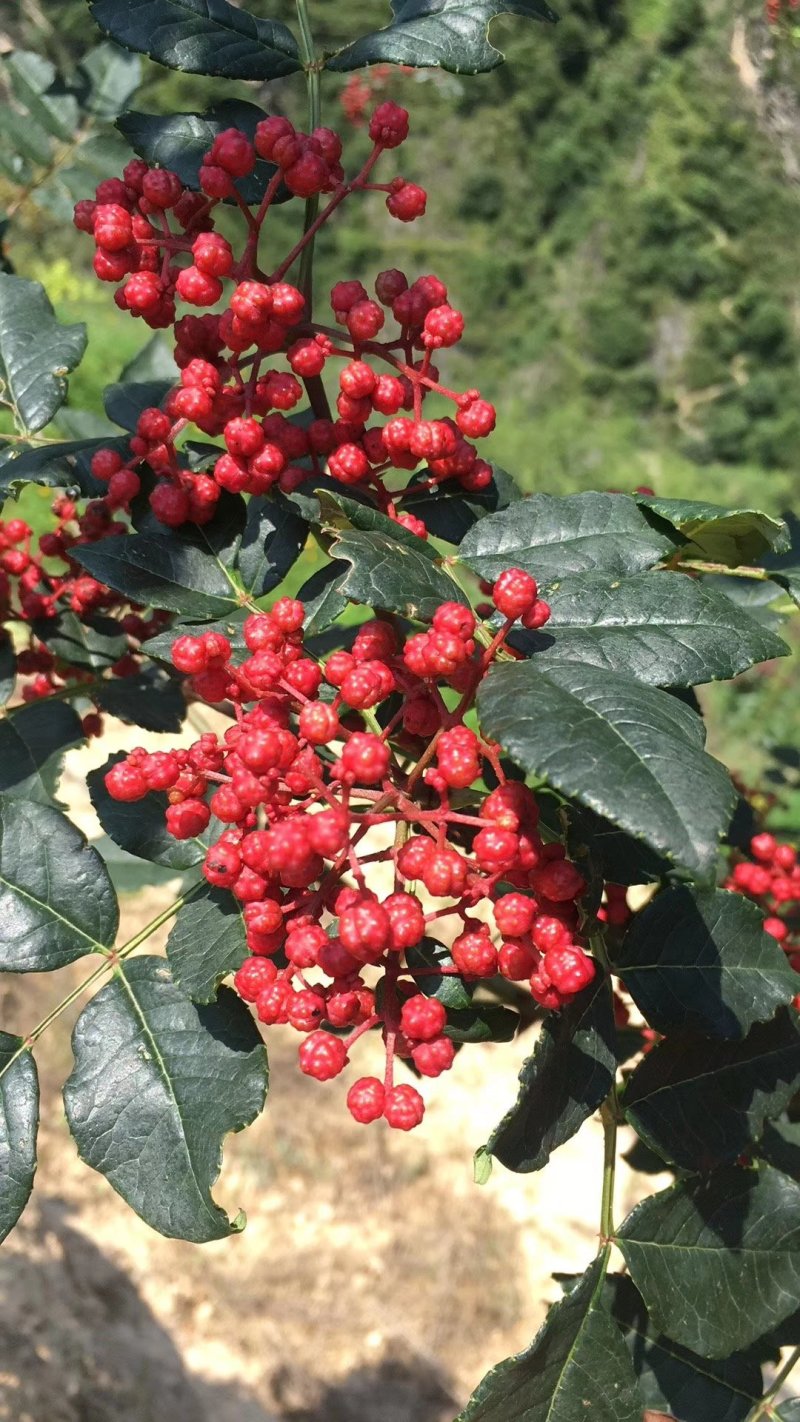 武都无刺花椒大红袍花椒树苗梅花椒正品纯货2年苗