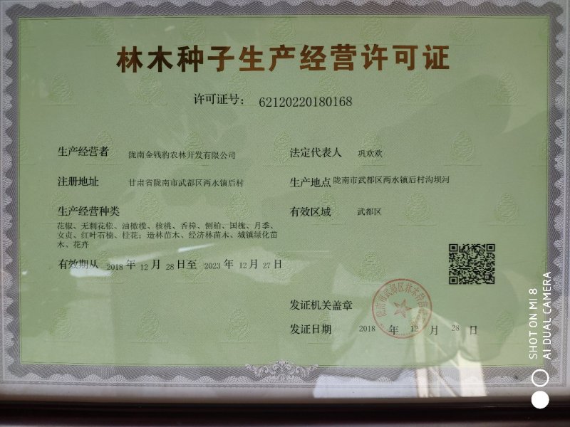 武都无刺花椒大红袍花椒树苗梅花椒正品纯货2年苗
