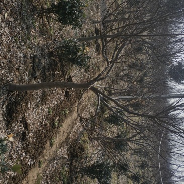 红枫