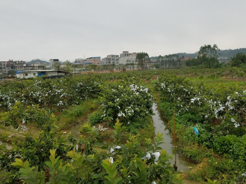 广西红心番石榴西瓜芭乐种植基地个体农场欢迎老板来电