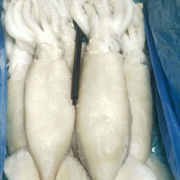单冻鱿鱼