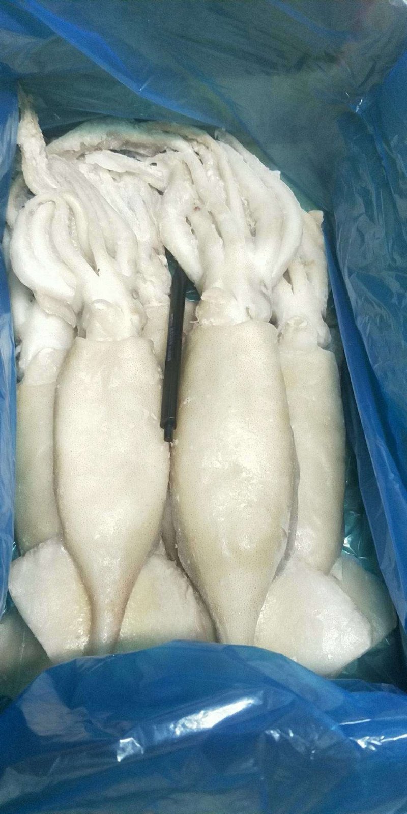 单冻鱿鱼