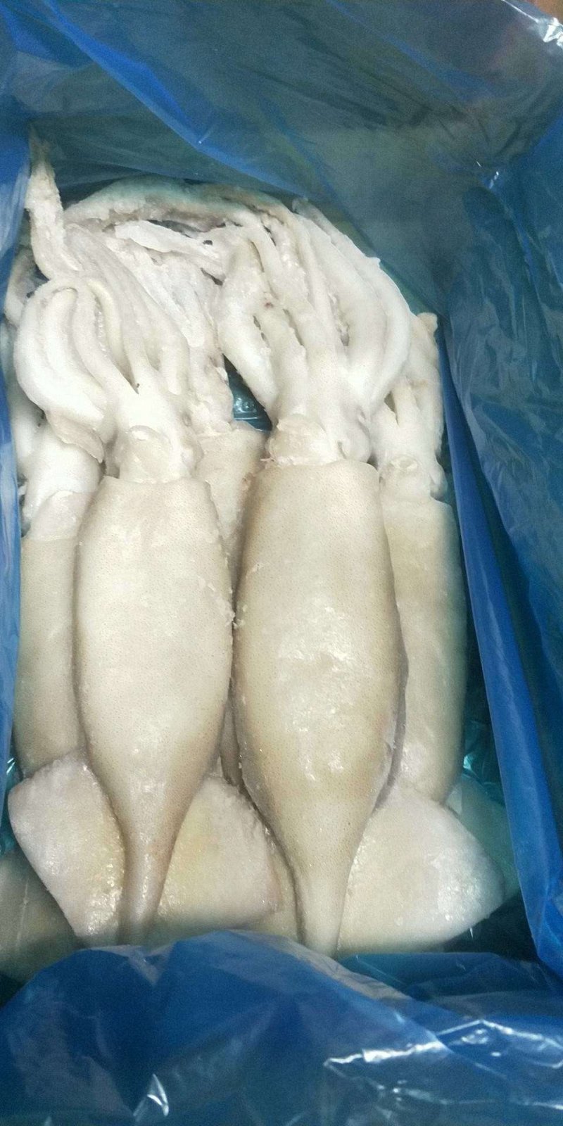 单冻鱿鱼