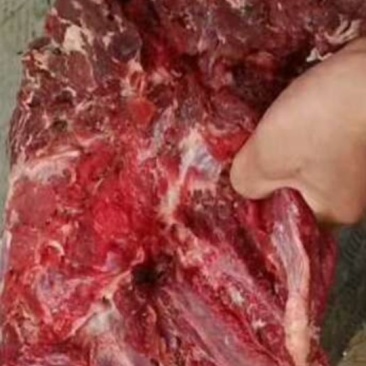 坦桑尼亚驴肉到货！保质保量！颜色自己看！