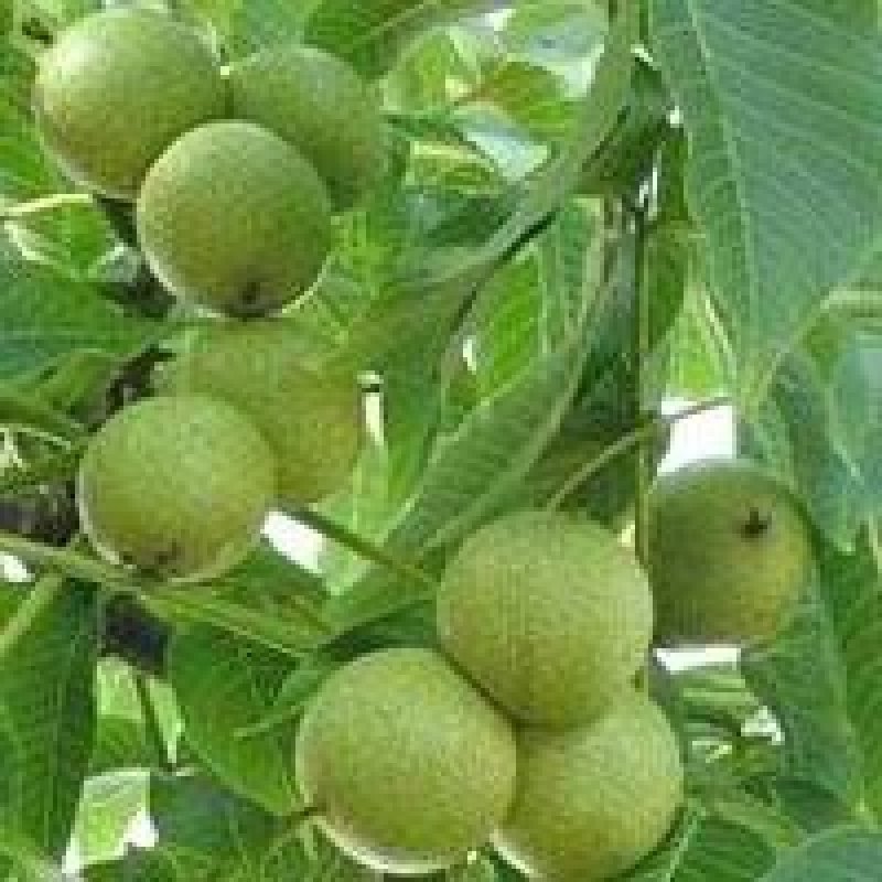 核桃苗，嫁接的，无嫁接的