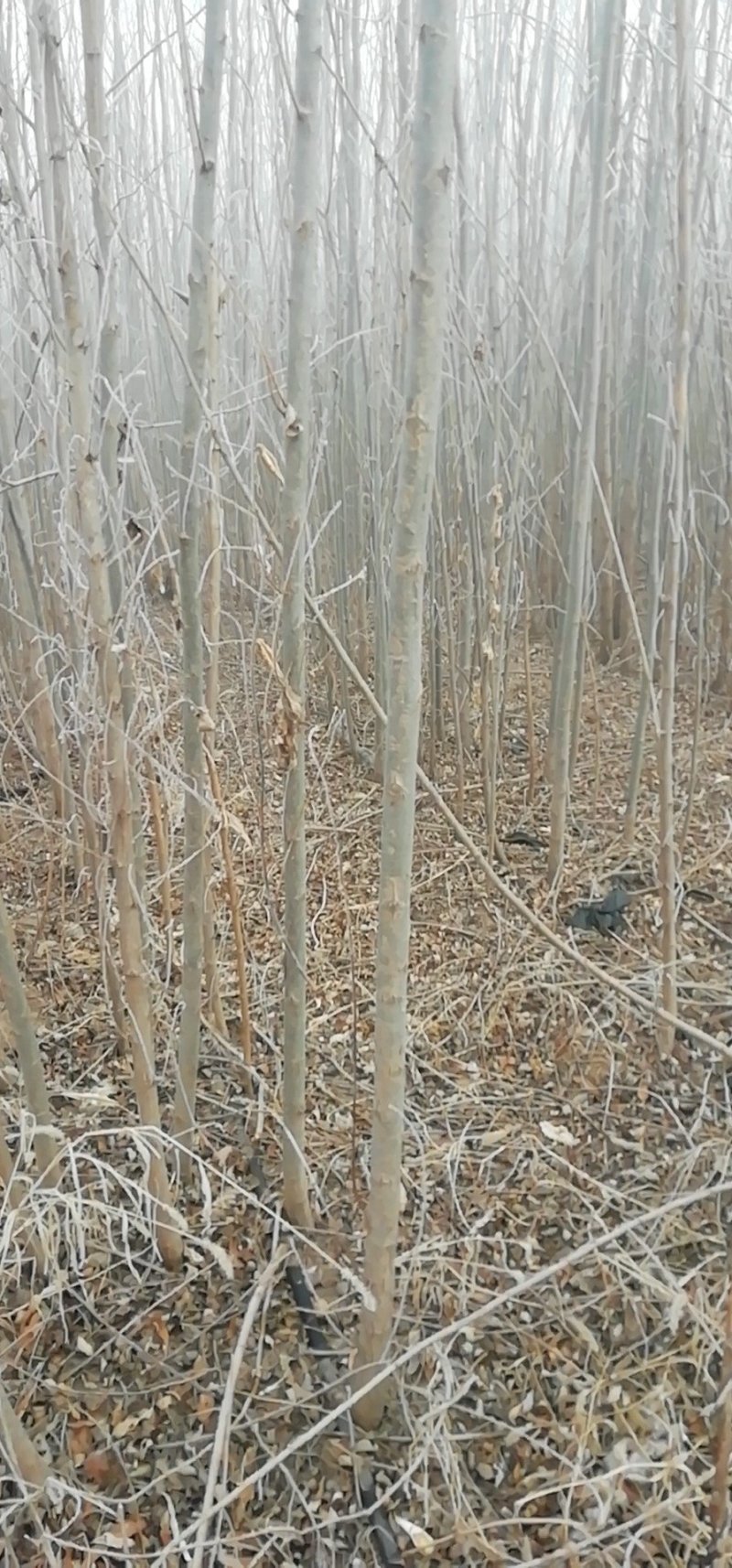 速生柳