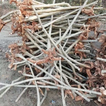 专业对节白蜡小苗小树