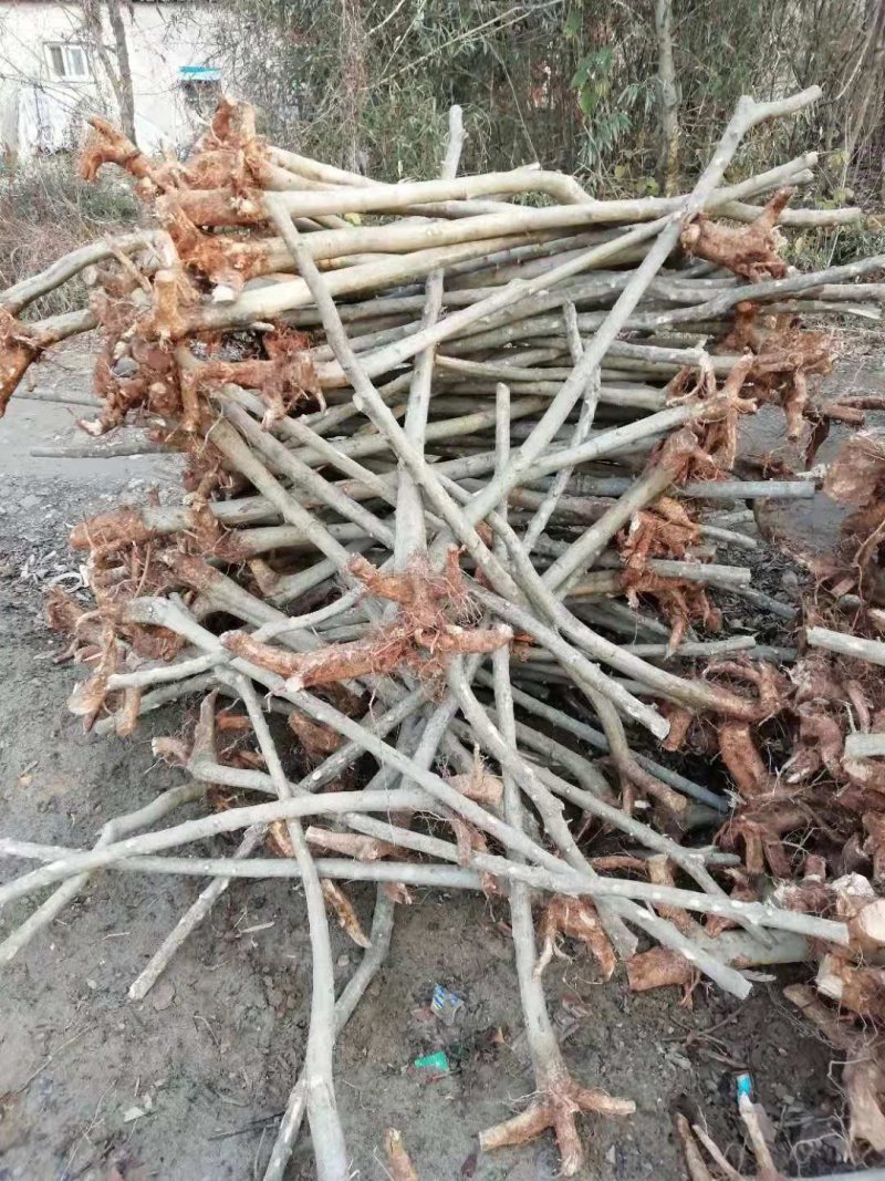 专业对节白蜡小苗小树