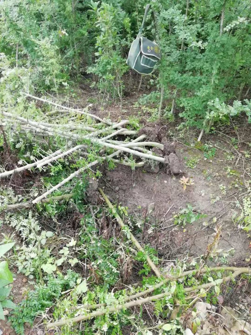 专业对节白蜡小苗小树