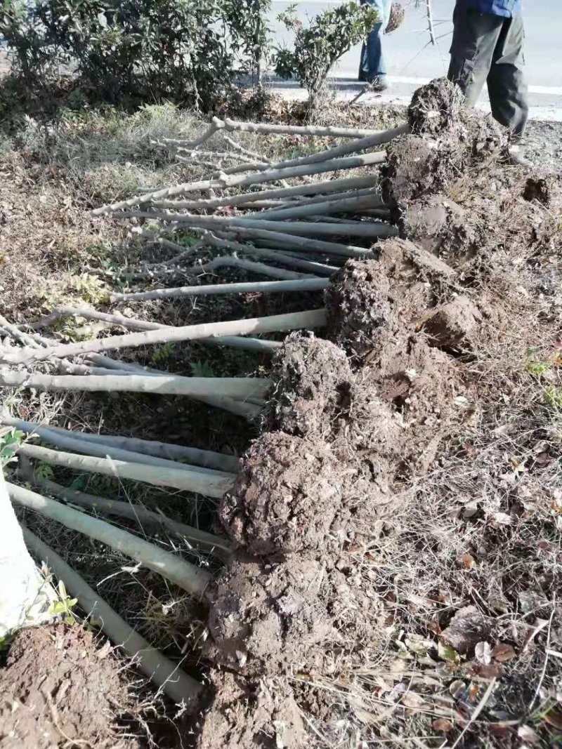 专业对节白蜡小苗小树