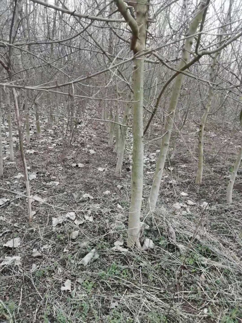 专业对节白蜡小苗小树