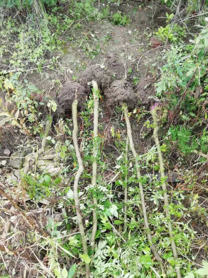 专业对节白蜡小苗小树