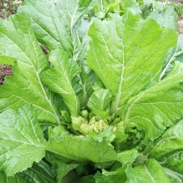 儿菜100亩正在出售