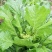 儿菜100亩正在出售