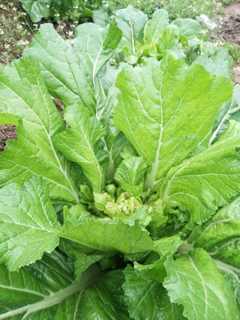 儿菜100亩正在出售