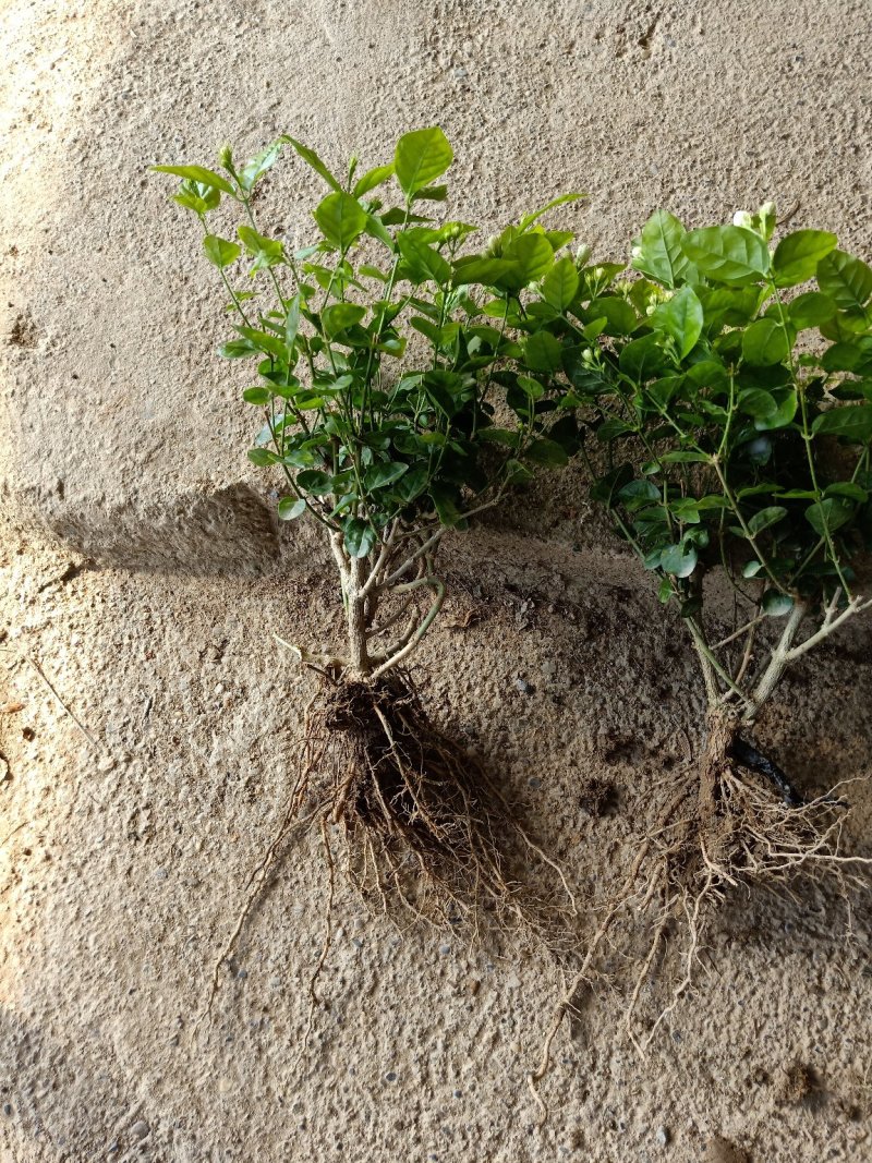大量批发茉莉花苗带花苞发货发大巴车空运。