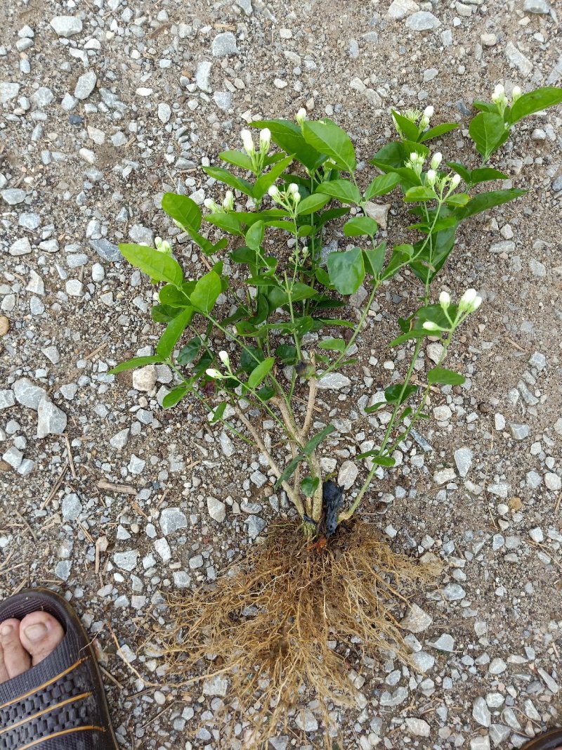 大量批发茉莉花苗带花苞发货发大巴车空运。