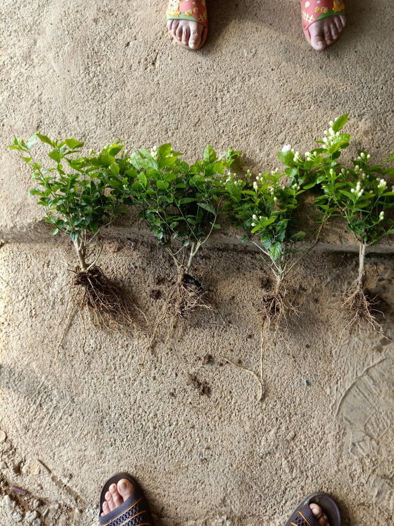 大量批发茉莉花苗带花苞发货发大巴车空运。