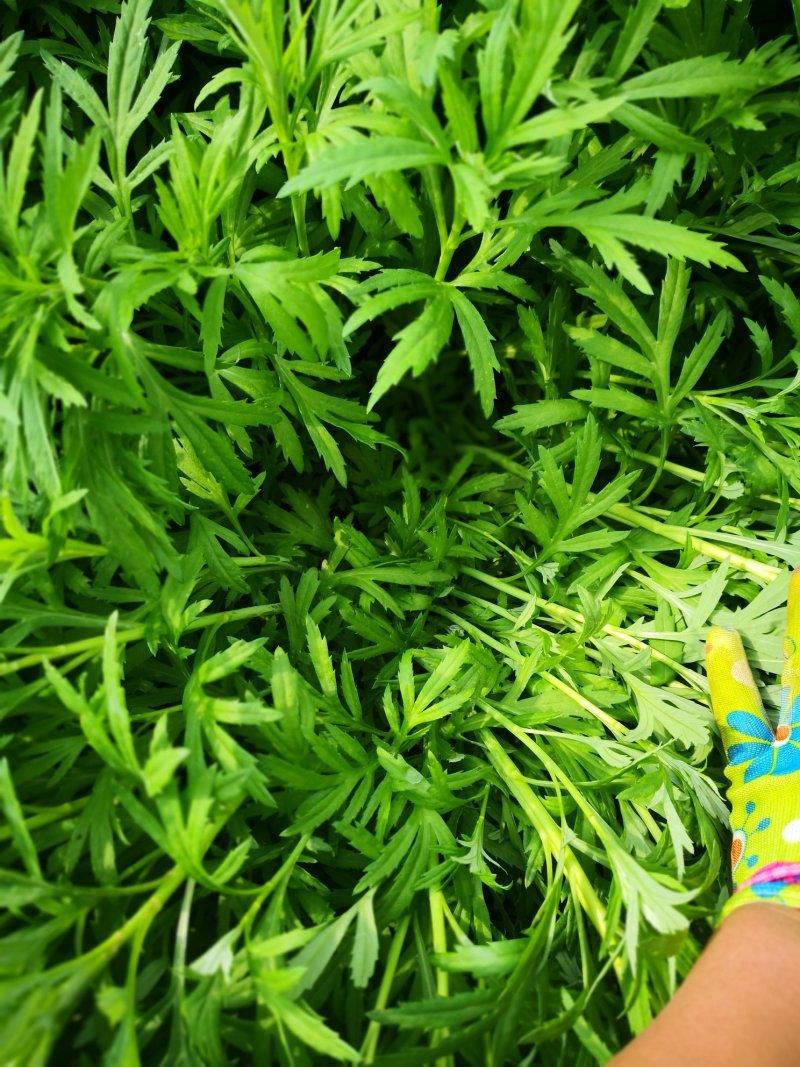 芦篙