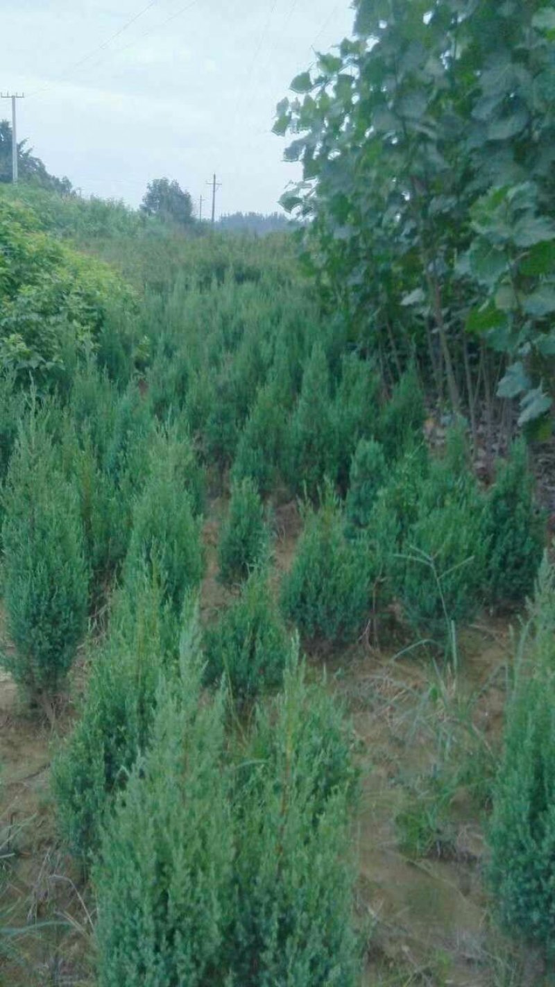 扁柏信阳董家河陈家苗圃诚信经营常年出售各规格苗木