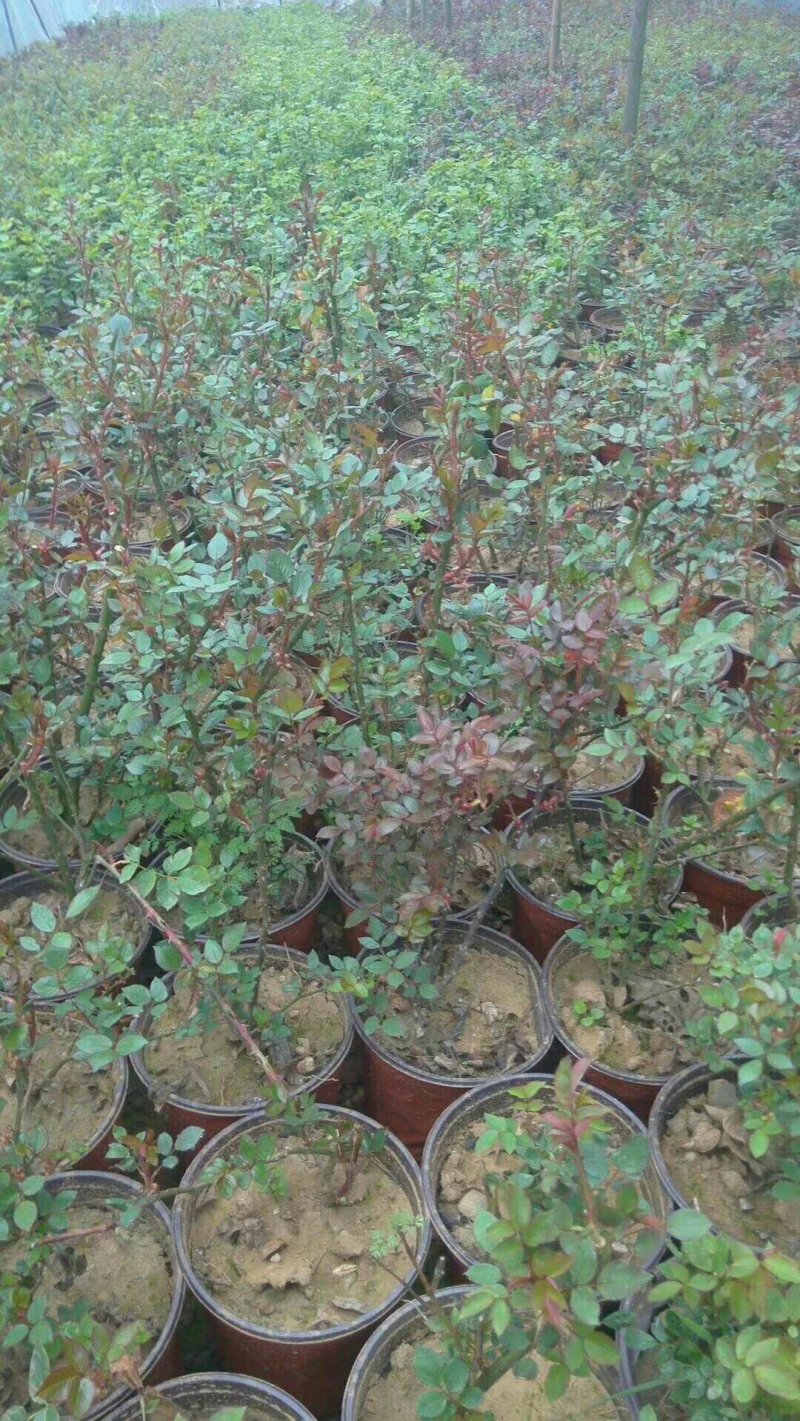 扁柏信阳董家河陈家苗圃诚信经营常年出售各规格苗木