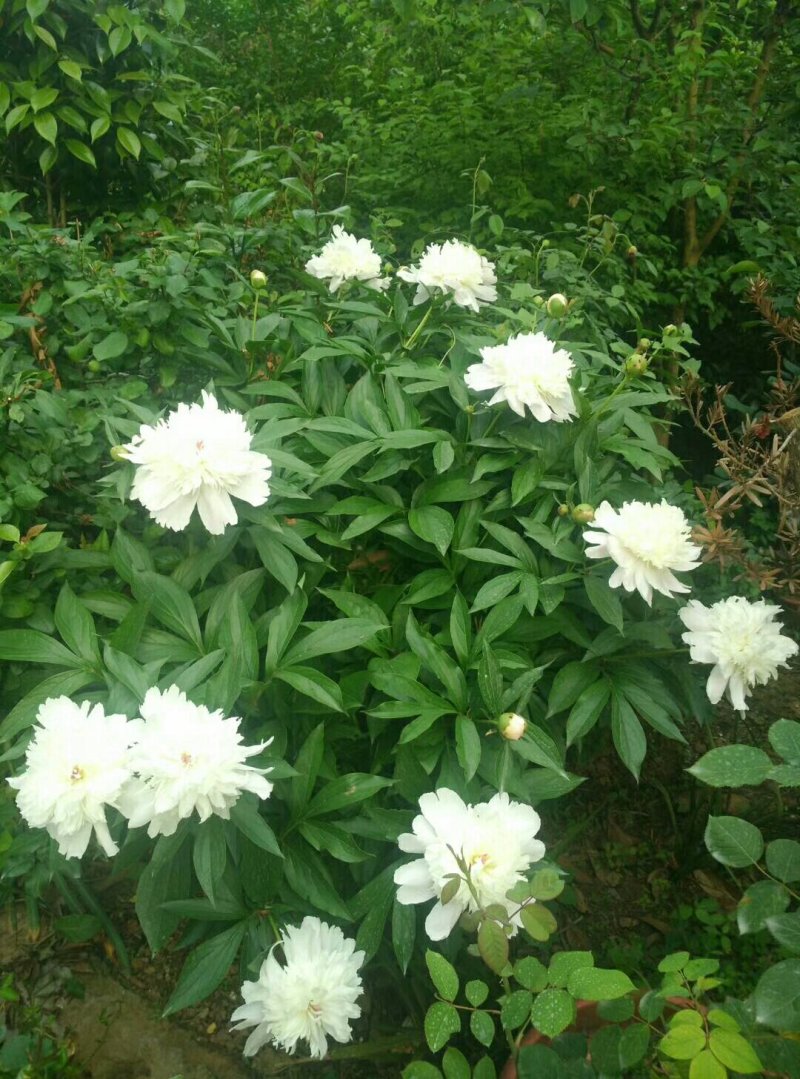 扁柏信阳董家河陈家苗圃诚信经营常年出售各规格苗木