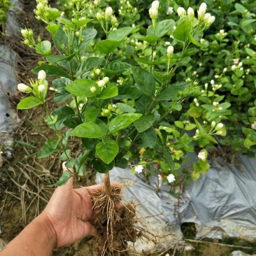 广西南宁横县大量批发茉莉花苗精品茉莉花苗