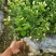 广西南宁横县大量批发茉莉花苗精品茉莉花苗