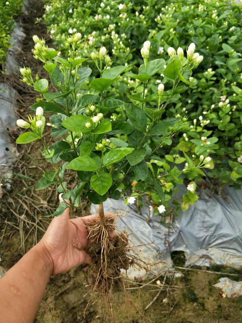 广西南宁横县大量批发茉莉花苗精品茉莉花苗