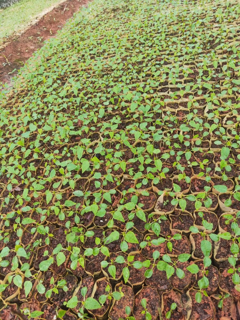 木瓜树苗