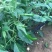 蔬菜滴灌带