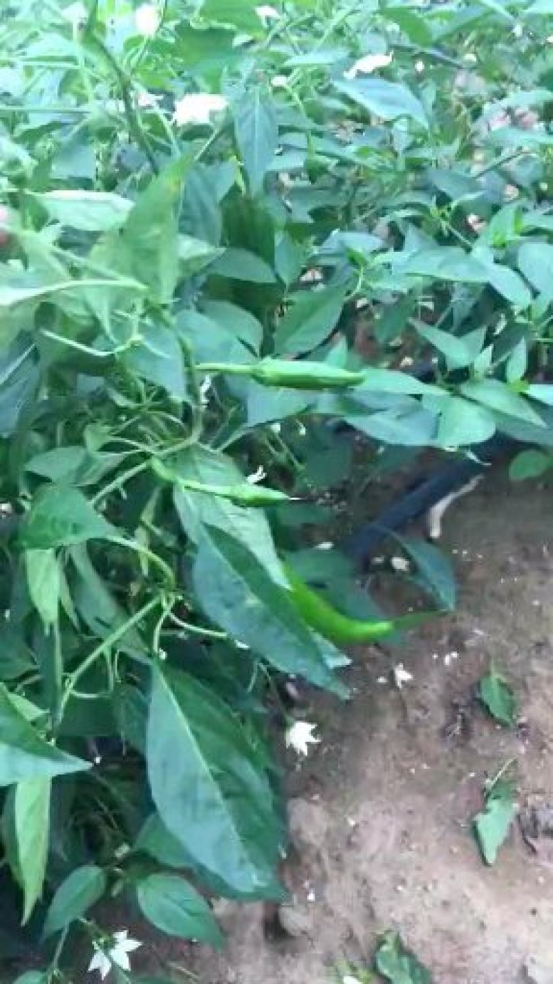 蔬菜滴灌带