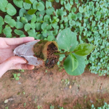 布福娜树苗