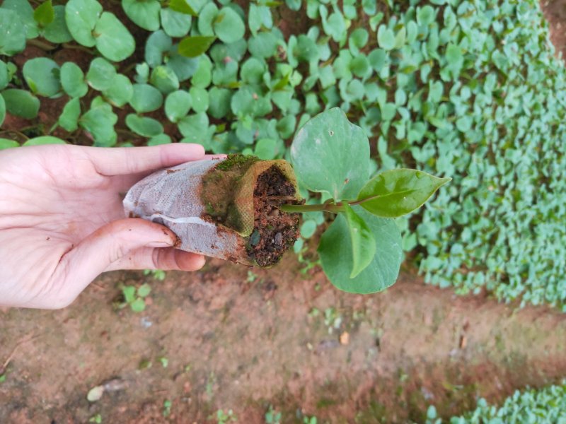 布福娜树苗