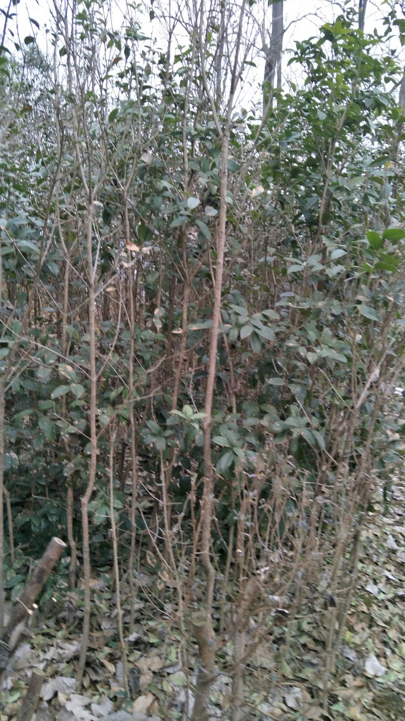 牡丹信阳董家河陈家苗圃诚信经营常年出售各规格苗木
