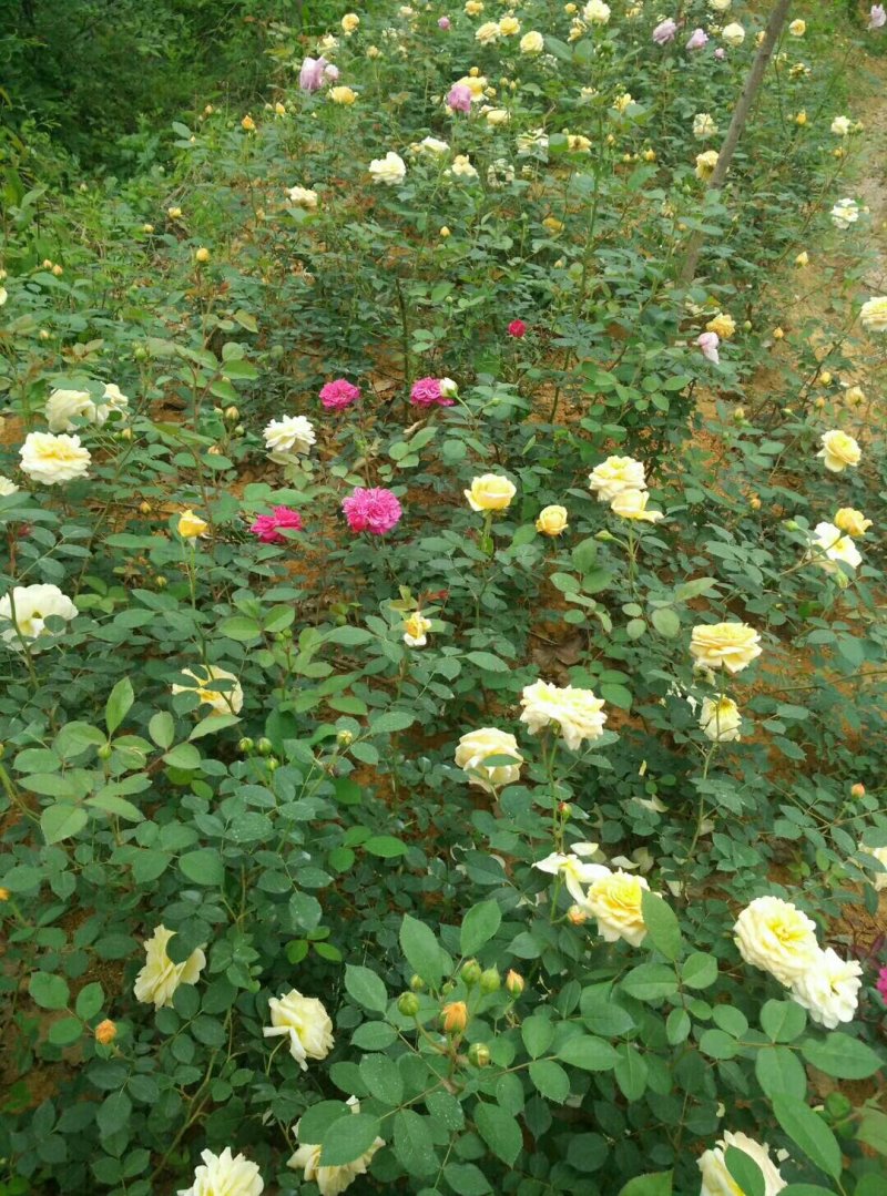 牡丹信阳董家河陈家苗圃诚信经营常年出售各规格苗木