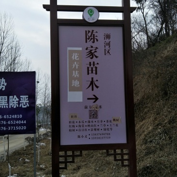 牡丹信阳董家河陈家苗圃诚信经营常年出售各规格苗木