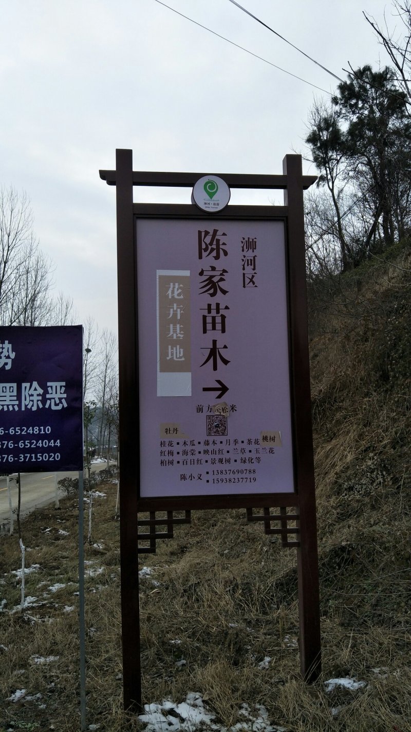 牡丹信阳董家河陈家苗圃诚信经营常年出售各规格苗木