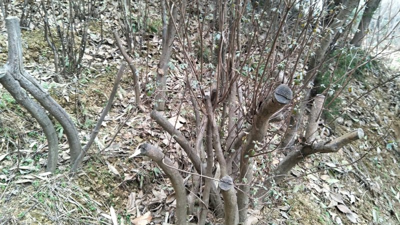 牡丹信阳董家河陈家苗圃诚信经营常年出售各规格苗木