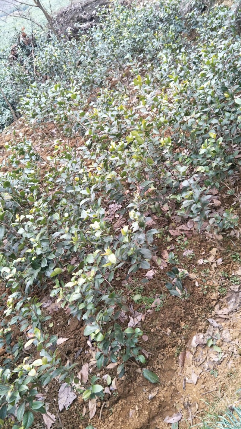 牡丹信阳董家河陈家苗圃诚信经营常年出售各规格苗木